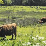 Pannenkoekenboerderij Brinkzicht Gasteren Drenthe – headerfoto 004